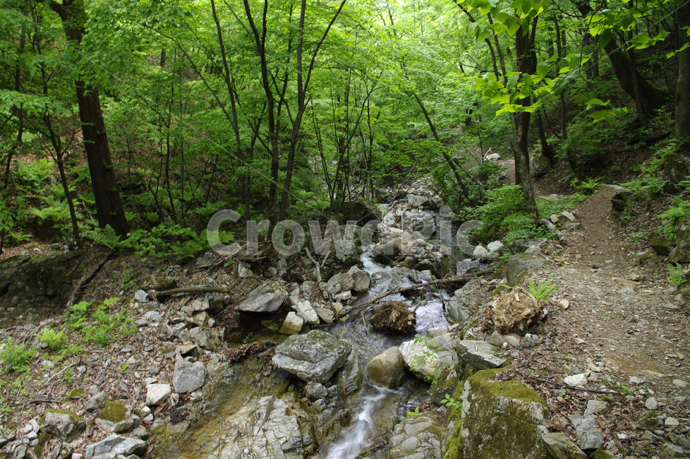 계곡,강,나무,숲,초록,자연,풍경,nature,landscape,water,물,outdoors,옥외,stream,흐름,creek,작은 만