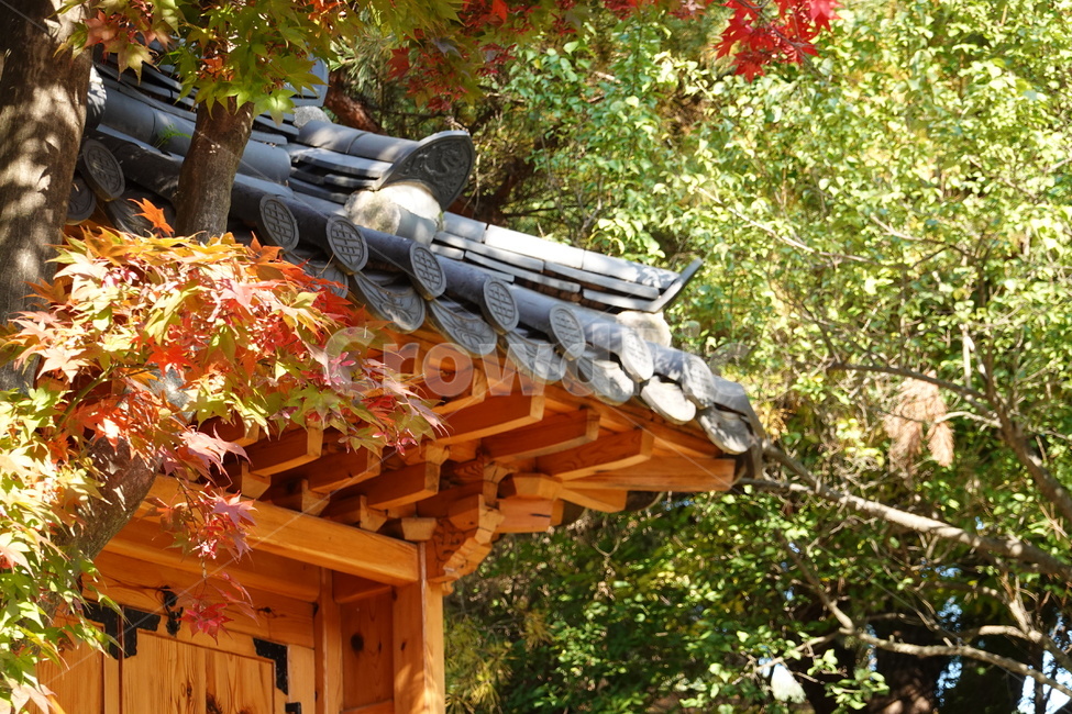 가을,풍경,한국,전통,기와,한국전통,한국문화,korean traditional,korean culture