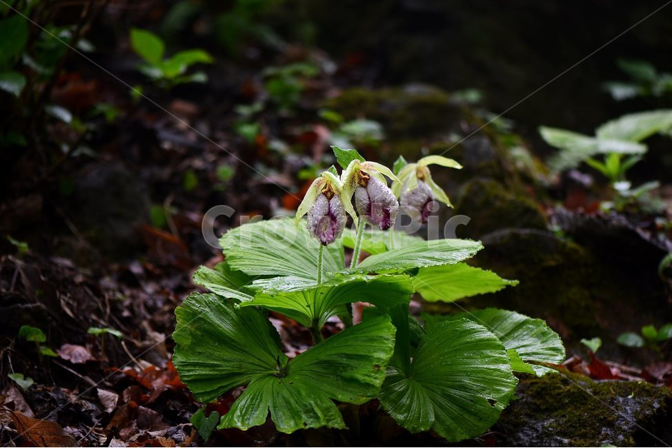 광릉요강꽃,멸종위기,난초과,복주머니란속,야생화,1급,희귀,봄,꽃,plant,wild,flower,자연,생태,식생,풀꽃,식물,식물,자연,plants,nature,꽃,flower