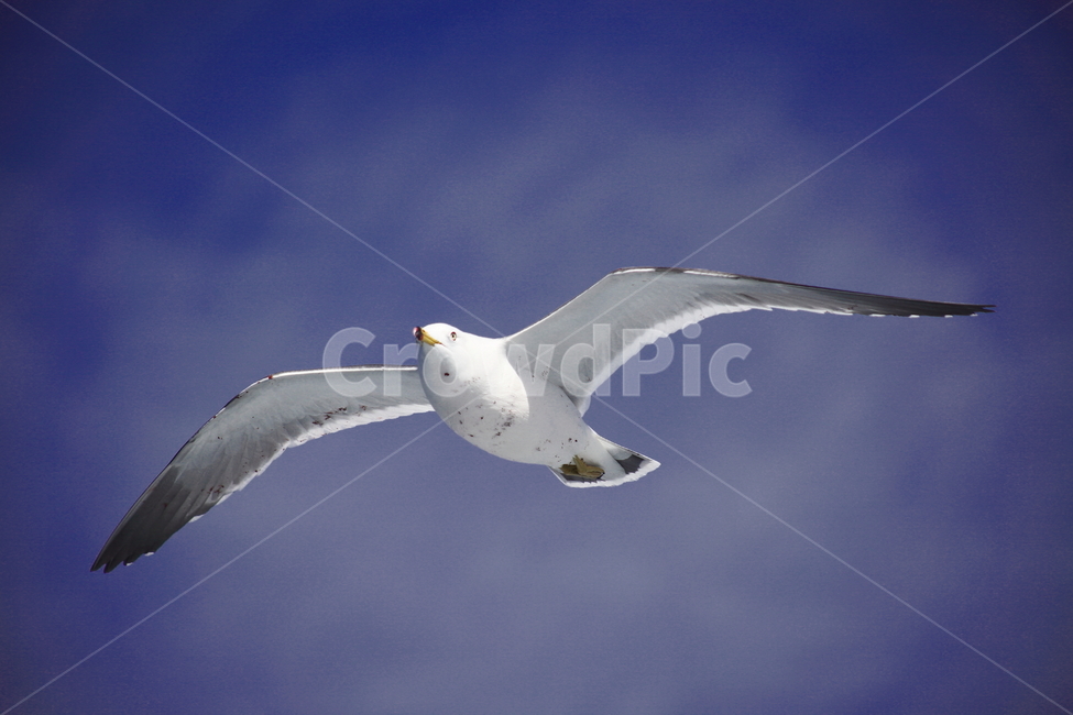 갈매기,바다새,대형조류,commongull,mewgull,laruscrassirostris,괭이갈매기,동물,animal,조류,새,birds
