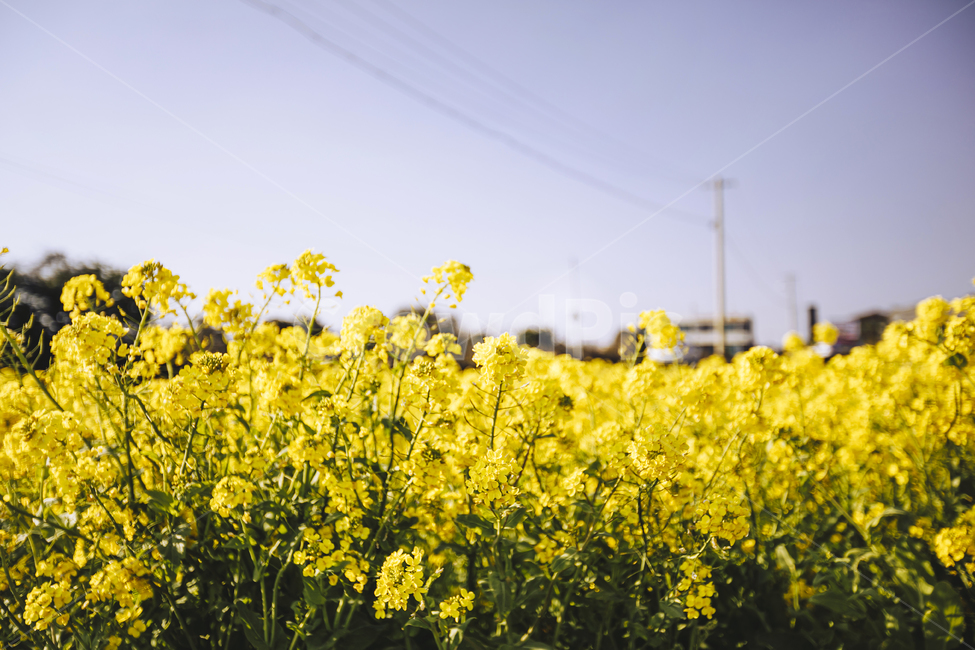 field,들,grassland,outdoors,옥외,봄,제주,제주도,유채꽃,노랑,yellow,하늘
