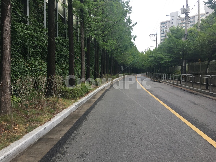 길,나무,햇살,road,vine