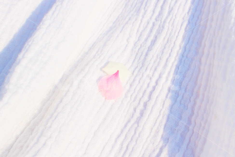 꽃,꽃잎,분홍,색감,감성,봄,흰색,white,pink,flower,봄,계절,spring,season,식물,자연,plants,nature,꽃,flower,감성,sensible,feeling,색깔,색상,색채,색감,color sense,color sensitivity,feeling of color,blossom,petal,plant