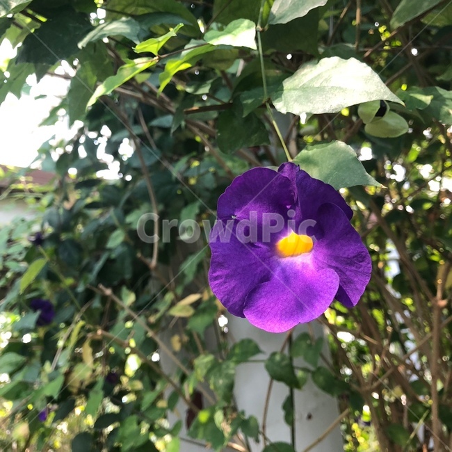나팔꽃,보라색꽃,보라색,자연,꽃,식물,자연,plants,nature,꽃,flower