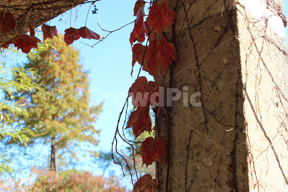 plant,식물,잎,leaf,덩쿨,가을,계절,fall,autumn,season
