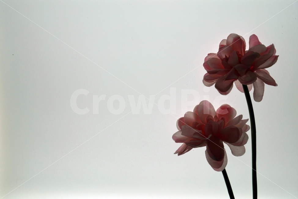 꽃,조화,실루엣,그림자,심플,식물,자연,plants,nature,꽃,flower