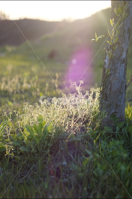 아침,햇빛,따사로움,식물,나무,풀,봄,식물,자연,plants,nature,나무,trees,wood,휴식,힐링,rest,relaxation,healing