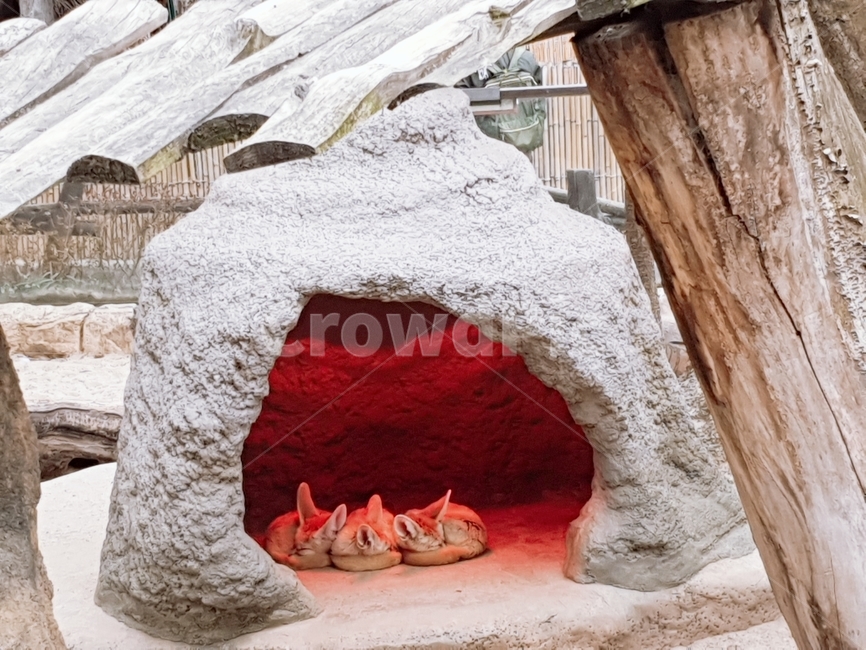 사막여우,동물,귀여움,아기,힐링,동물,animal,포유류,mammal