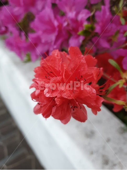 꽃,식물,flower,감성,따뜻함,계절,자연