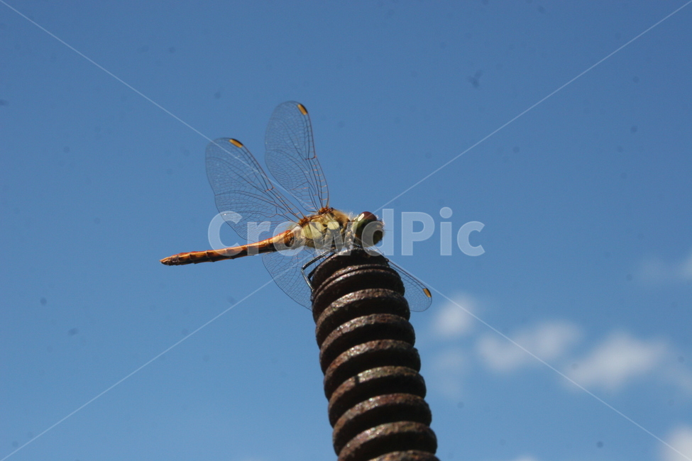 가을고추잠자리,가을,고추잠자리,하늘,잠자리,동물,animal,곤충,벌레,insect,bug