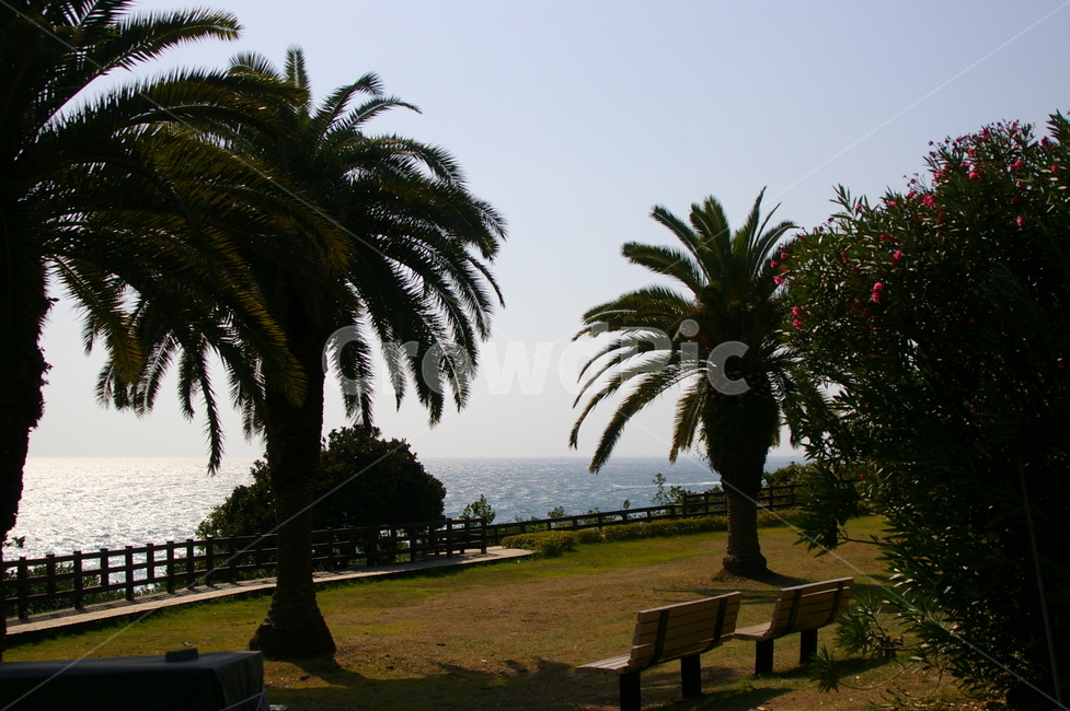 제주,제주도,제주풍경,풍경,겨울제주,겨울제주도,겨울,초겨울,야자수,바다,제주도,jeju,jeju island