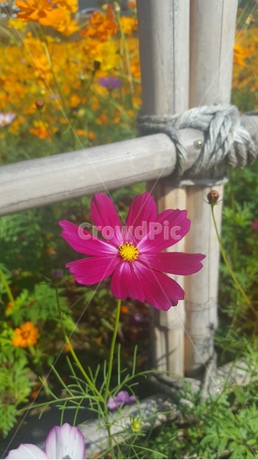 꽃,가을,꽃한송이,코스모스,가을꽃,울타리,식물,식물,자연,plants,nature,꽃,flower