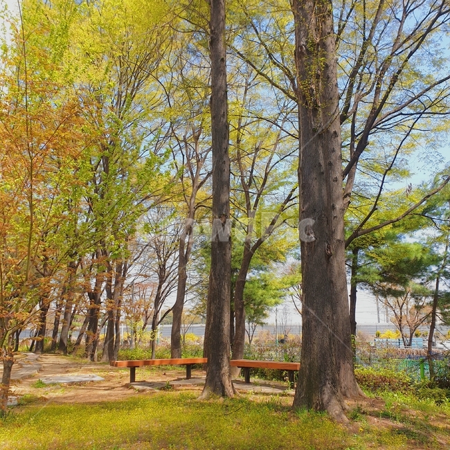 숲속,쉼터,자연,나들이,날씨,화창한,소풍,한국,나무
