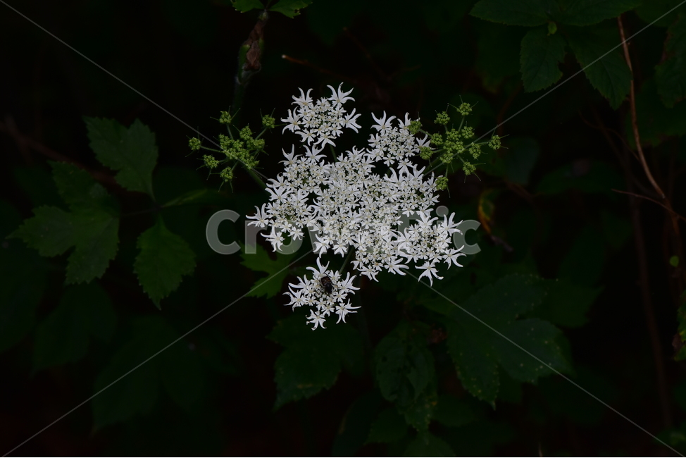어수리,야생화,식물,자연,꽃,생태,힐링,플라워,wildflower,flower,plants,nature,season,감성,느낌,emotion,feeling,여름,여러해살이풀,산형과,어수리속,흰색꽃,식물,자연,plants,nature,꽃,flower