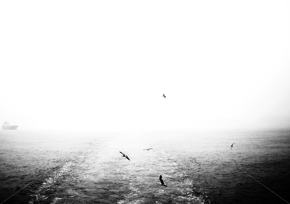 갈매기,바다,새,sea,흑백사진,비상,자유,자유롭게