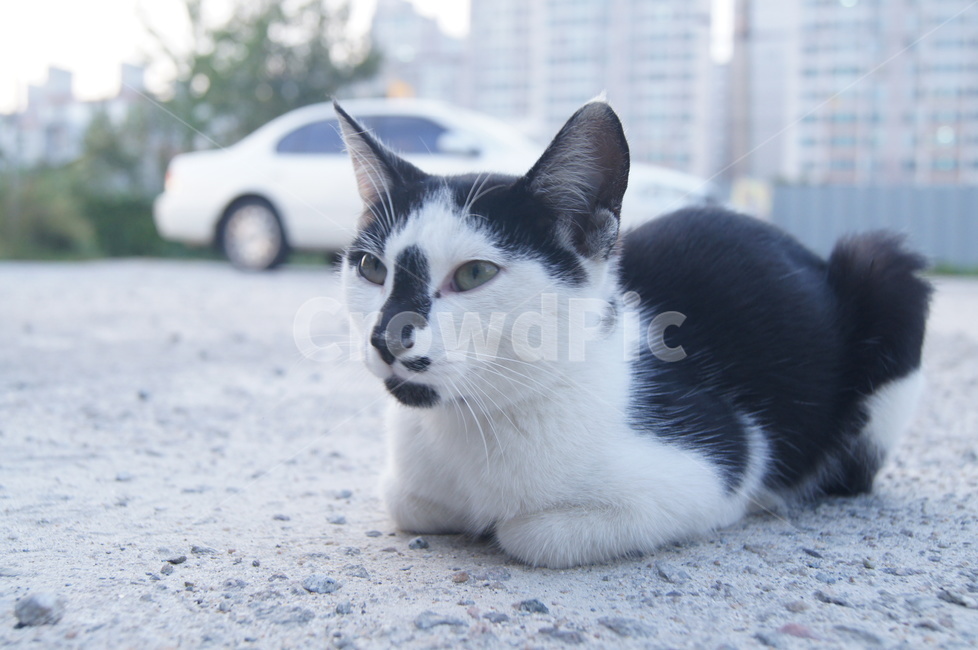 고양이,누움,점박이,쫑긋,수염,흰색,검은색,눈빛,고양이눈,cat,lie,spottedanimal,sptted,cocking,mustache,white,black,eyecontact,cateye,동물,animal,포유류,mammal,고양이,cat,kitten,kitty