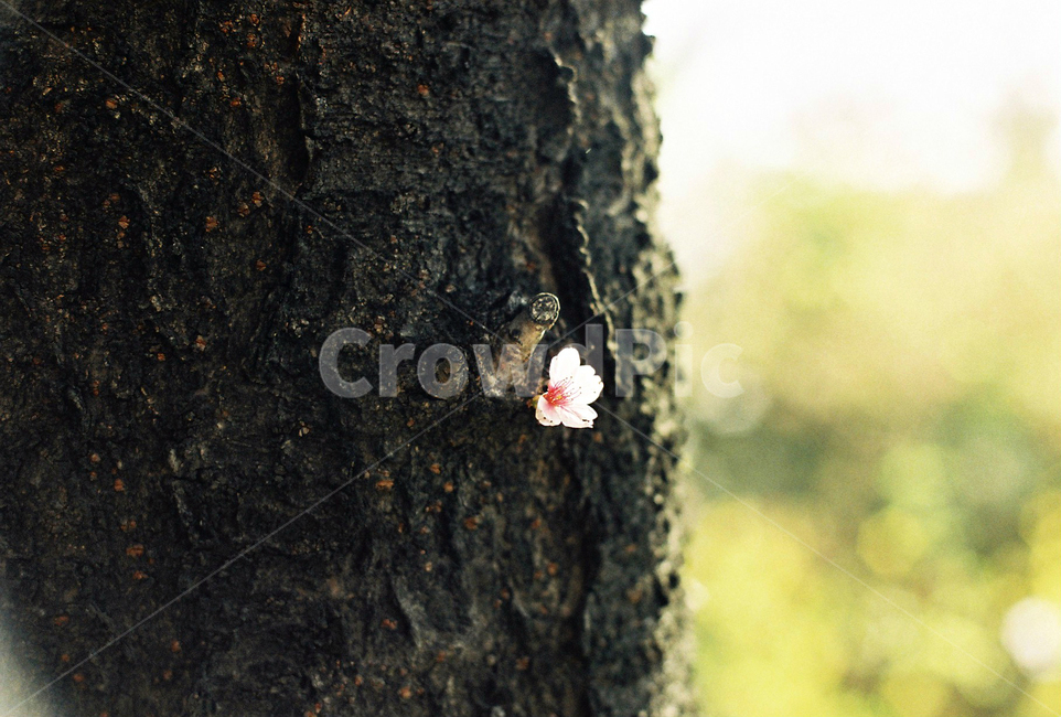 벚꽃,벚나무,cherryblossom,봄,4월,꽃,식물,자연,꽃잎,나무,sakura,spring,flower,계절,봄,계절,spring,season,식물,자연,plants,nature,꽃,flower,감성,sensible,feeling,tree,plant,tree trunk,나무 줄기