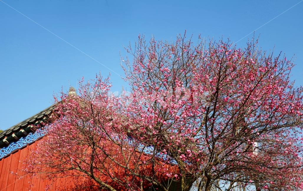 매화,홍매화,꽃,봄꽃,봄,봄,계절,spring,season,한국전통,한국문화,korean traditional,korean culture,식물,자연,plants,nature,나무,trees,wood,plant