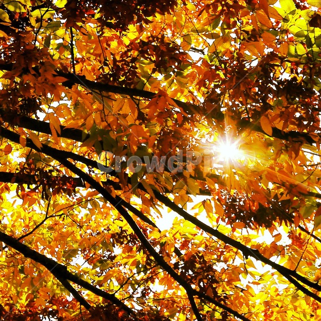 가을,햇살,나무,나뭇잎,감성,힐링,trees,sunshine,가을,계절,fall,autumn,season,식물,자연,plants,nature,plant,leaf,잎