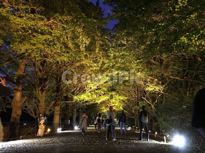 tree,나무,자연,공원,일본