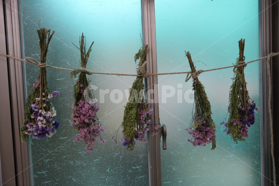 드라이플라워,드라이,건조,말린꽃,꽃,식물,꽃,flower