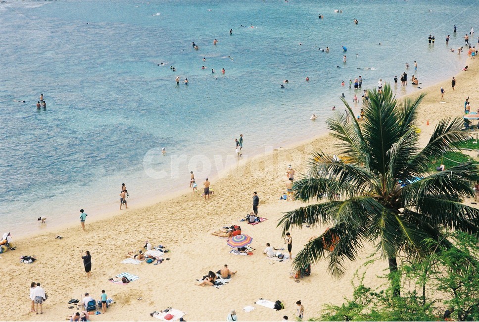 하와이,하나우마베이,hawaii,야자나무,팜트리,수영