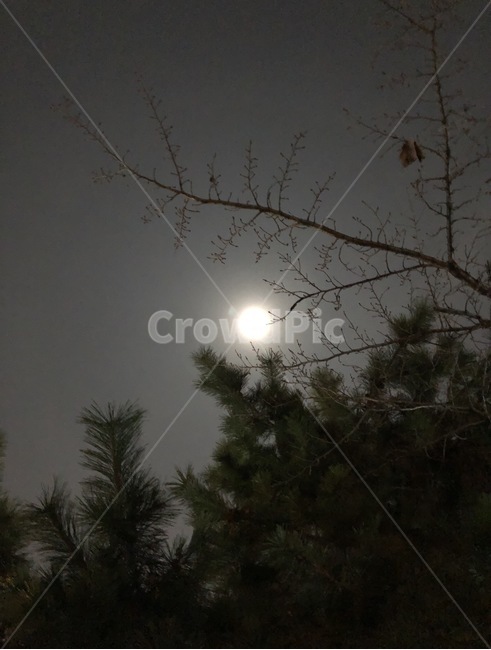 달,야경,밤하늘,나무,moon,night,야경,밤,풍경,nightscape,night,landscape,nature,자연,outdoors,옥외
