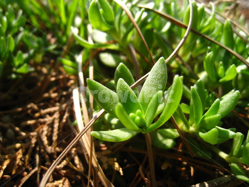 돌나물,봄나물,봄,초록잎,새싹,spring