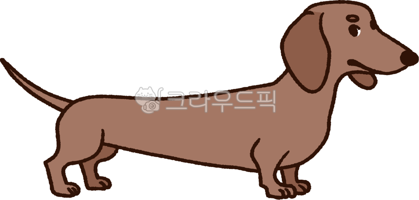 강아지,반려견,닥스훈트,dachshund,동물