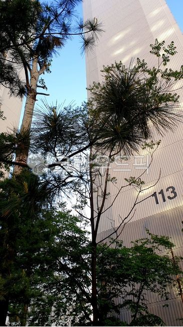 소나무,건물,하늘,아파트,아파트조경,apartment,pinetree,공공주택,아파트벽면,건물사이