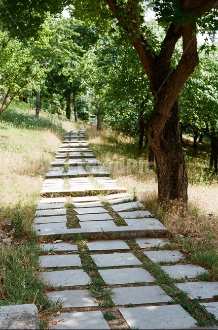 산책길,나무,그늘,햇빛,여름,필름사진,통로,자연,풍경,nature,landscape,flagstone,판석,path