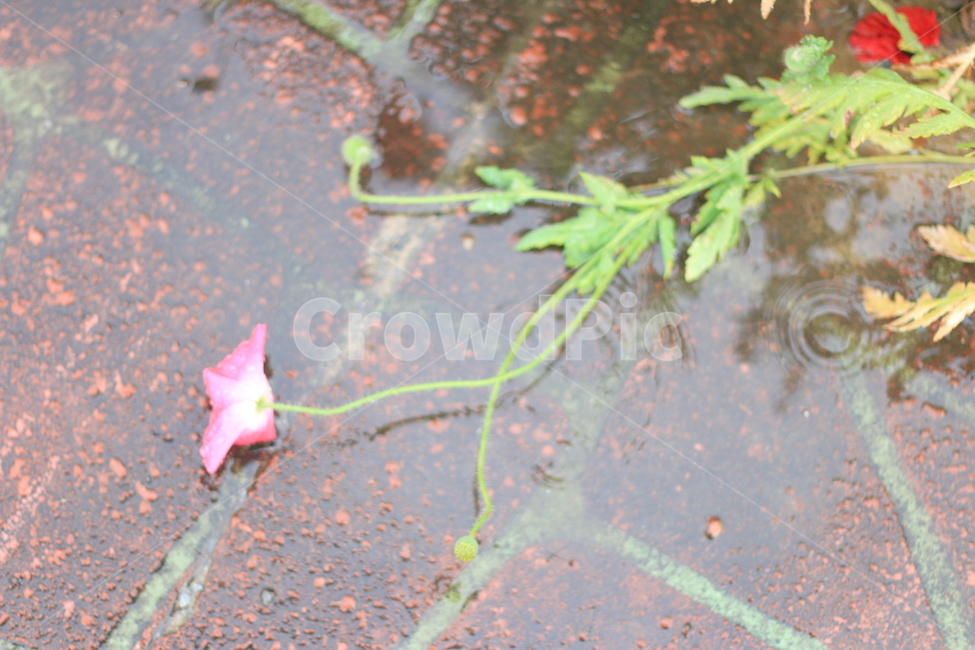 여름,시작,양귀비,위안,꽃,식물,자연,plants,nature,꽃,flower