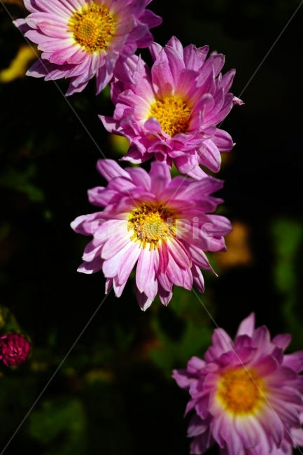 소국,국화,꽃,플라워,flower,식물,plants,자연,nature,가을,autumn,fall,계절,season,경치,풍경,landscape,가을꽃,10월,october,꽃밭,화단,감성,감성사진,느낌,분위기,스냅,스냅사진,snap,snapshot,아름다운,아름답다,예쁘다,예쁜,이쁘다,이쁜,싱싱,꽃사진,꽃잎,식물,자연,plants,nature,꽃,flower