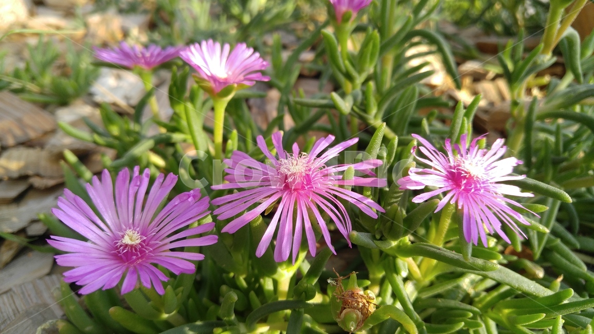 사철채송화,꽃,핑크색꽃,핑크,식물,녹색,배경,감성,계절,flower,pink,flants,green,background,emotional,season