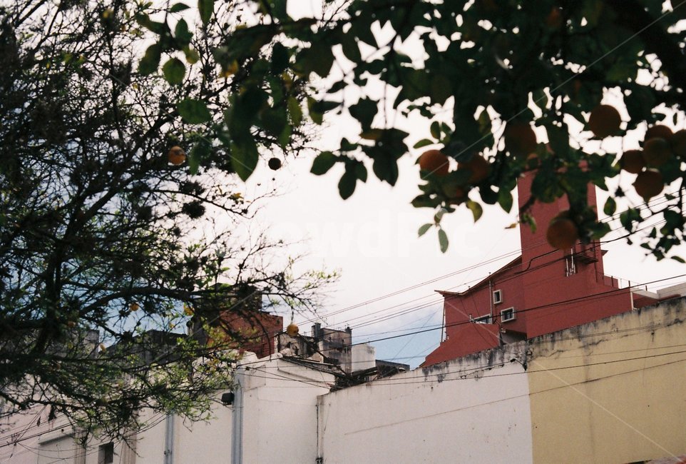 건물,나무,도시,하늘,tree,city,building,아르헨티나