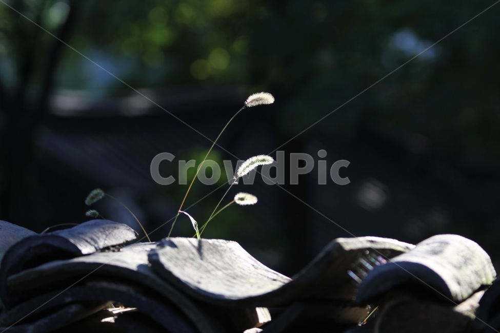 강아지풀,식물,가을,감성사진,자연,꽃,가을,계절,fall,autumn,season,식물,자연,plants,nature