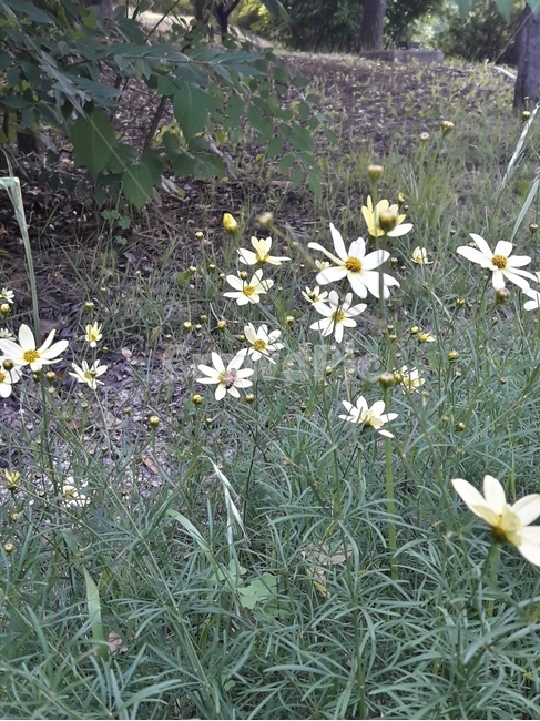 꽃,봄꽃,식물,flower,봄,spring
