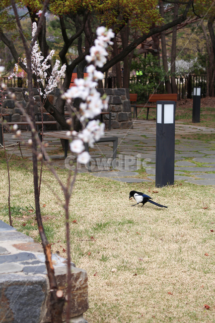 까치,새,꽃,벚꽃,잔디,오후,아침,cherryblossome,magpie,flower,grass,afternoon,bird,동물,animal,조류,새,birds
