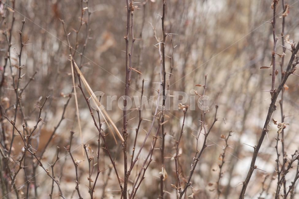 가시나무,나무,숲,아웃포커싱,자연,겨울숲,차거운,겨울,계절,winter,season,식물,자연,plants,nature