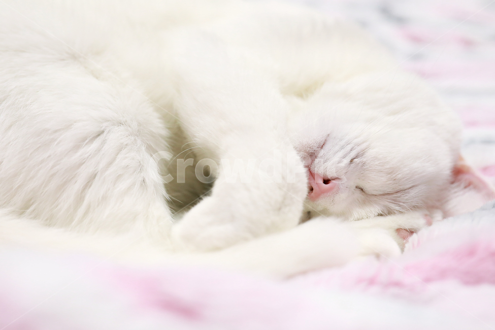 공양이,브리티쉬숏헤어,브숏,흰고양이,집고양이,낮잠,반려묘,반려동물,동물,cat,동물,animal,포유류,mammal,고양이,cat,kitten,kitty