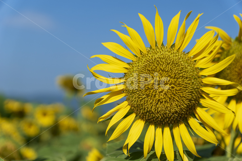 해바라기,노란색,하늘,파란색,여름,꽃,식물,자연,plants,nature,꽃,flower