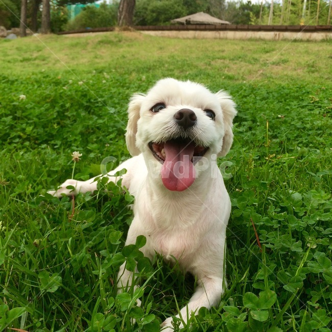 강아지,pet,미소,귀여움,말티즈,animal,애견인,애견,사랑,가족,동물,animal,포유류,mammal,개,강아지,dog,doggy