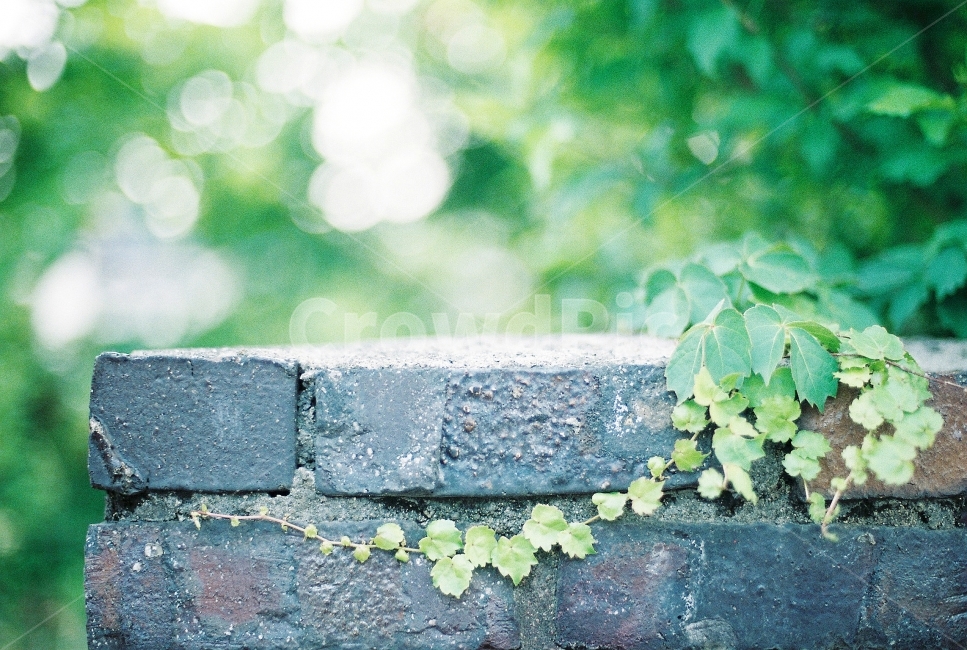 감성,감성사진,필름,필름사진,초록,녹색,식물,자연,plants,nature,감성,sensible,feeling