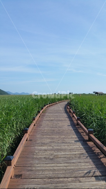 bridge,다리,boardwalk,산책로,나무길,자연,풍경,nature,landscape,building,건물