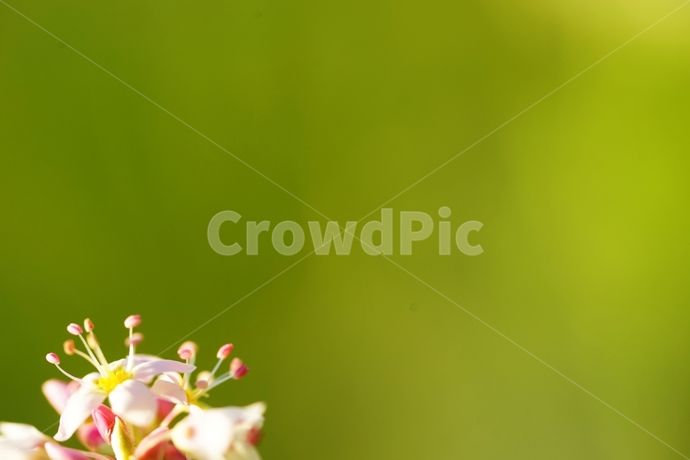 메밀,메밀꽃,메밀밭,흰메밀,흰메밀꽃,식물,자연,plants,nature,꽃,flower