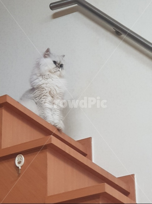 고양이,애묘,개냥이,늠름,동물,동물,animal,포유류,mammal,고양이,cat,kitten,kitty