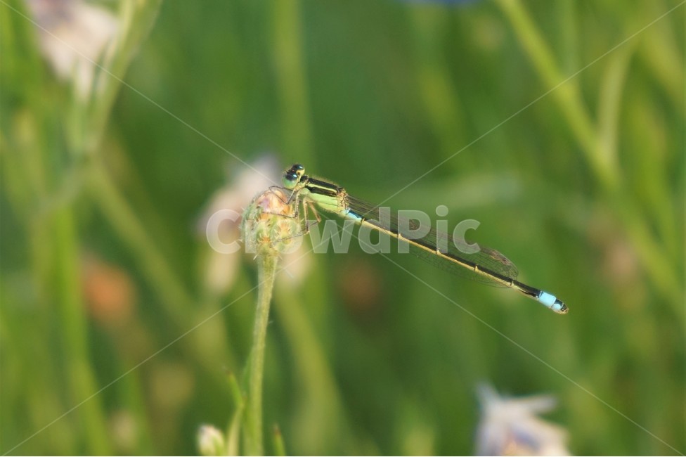 잠자리,실잠자리,자연,곤충,dragonfly,nature,insert,동물,animal,곤충,벌레,insect,bug
