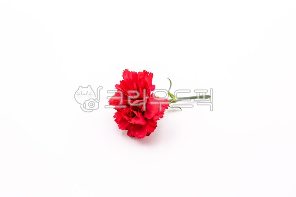 Teachers day,family month,In May,floral design,Anniversary,carnation,Mothers Day,congrats,flower,Parents Day Gift,Red,thanks,flower gift,plant