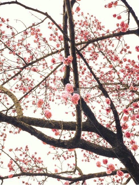 꽃,봄,홍매화,나무,자연,분홍,봄,계절,spring,season,plant,식물,blossom,cherry blossom,벚꽃,flower