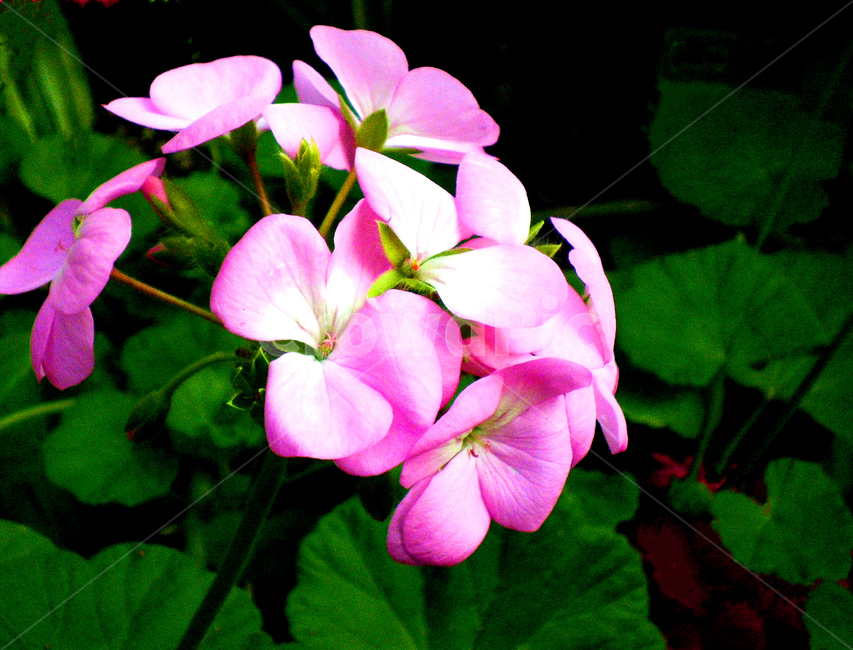 제라늄,geranium,꽃,flower,식물,plant,색상,color,핑크,pink,식물,자연,plants,nature,꽃,flower